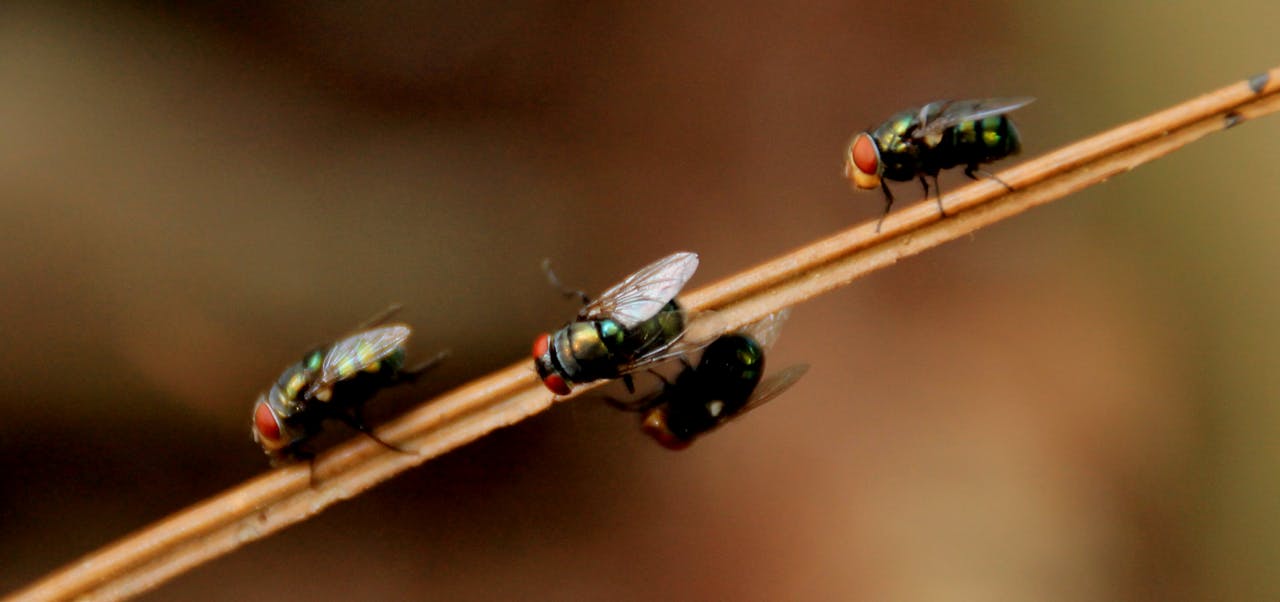Detailed macro photograph showcasing houseflies perched on a branch with natural background.
